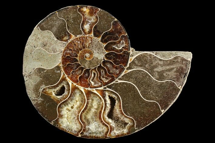 Bargain, Agatized Ammonite Fossil (Half) - Madagascar #85216